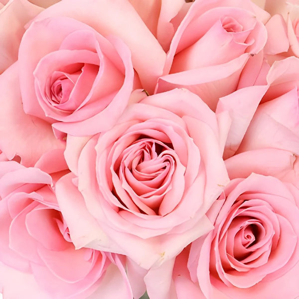 Buy Wholesale Raspberry Pink Bulk Rose Petals in Bulk - FiftyFlowers