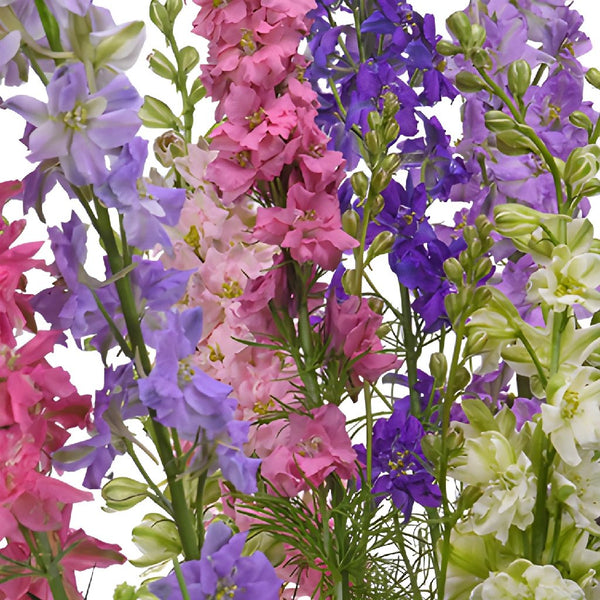 Bunch of Pink Larkspur – Be Home