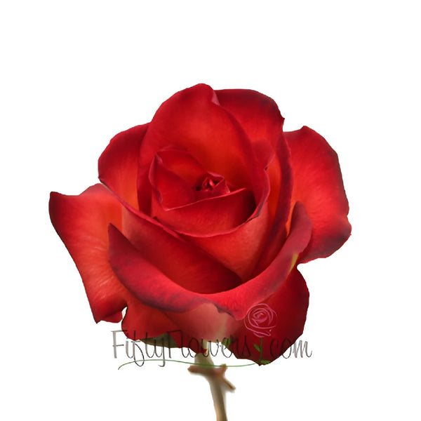 Buy Wholesale Rich Red Tinto Rose in Bulk - FiftyFlowers