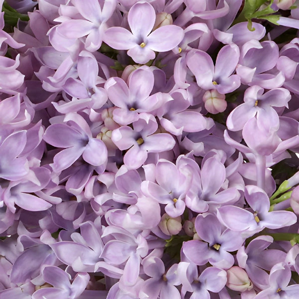 Wholesale Lilac ᐉ buy bulk lilac in FiftyFlowers