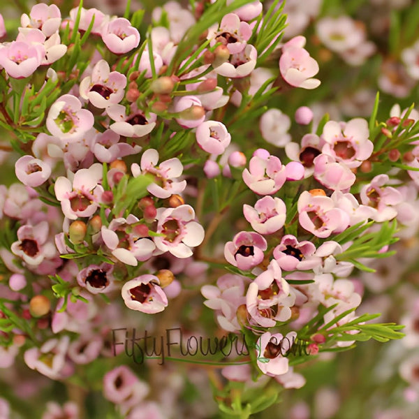 Wax Flower Pink - Bulk and Wholesale – Bunches Direct USA