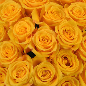 Download Lighthouse Yellow Rose Fiftyflowers