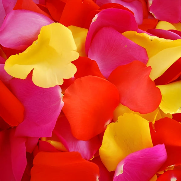 Purple and Pink Bulk Rose Petals