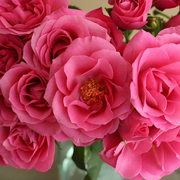 Raspberry Pink Bulk Rose Petals