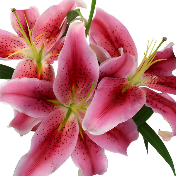 Buy Wholesale Bicolor Pink and White Asiatic Lily in Bulk - FiftyFl