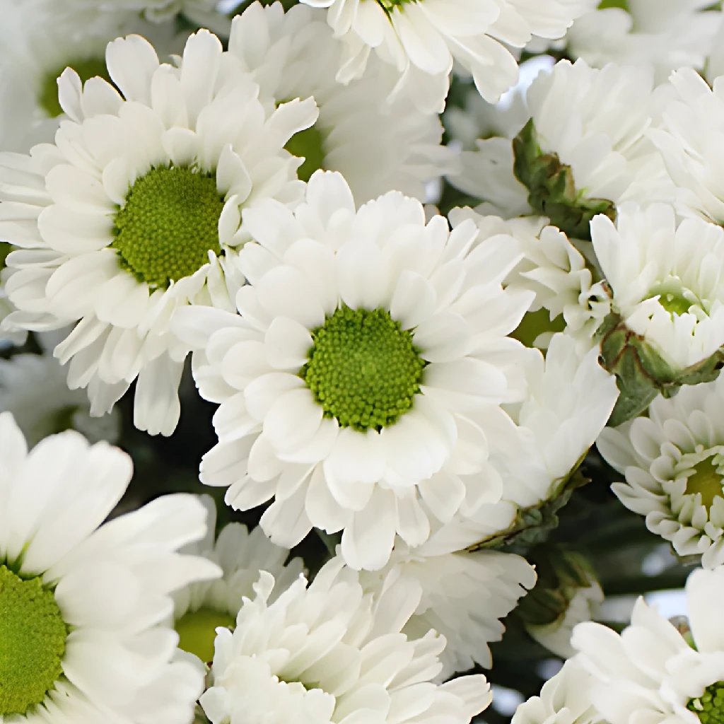 biografi udstødning importere White Micro Pom Flower | FiftyFlowers.com