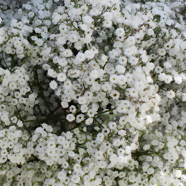 Working With: Baby's Breath — Wholesale Flower Market