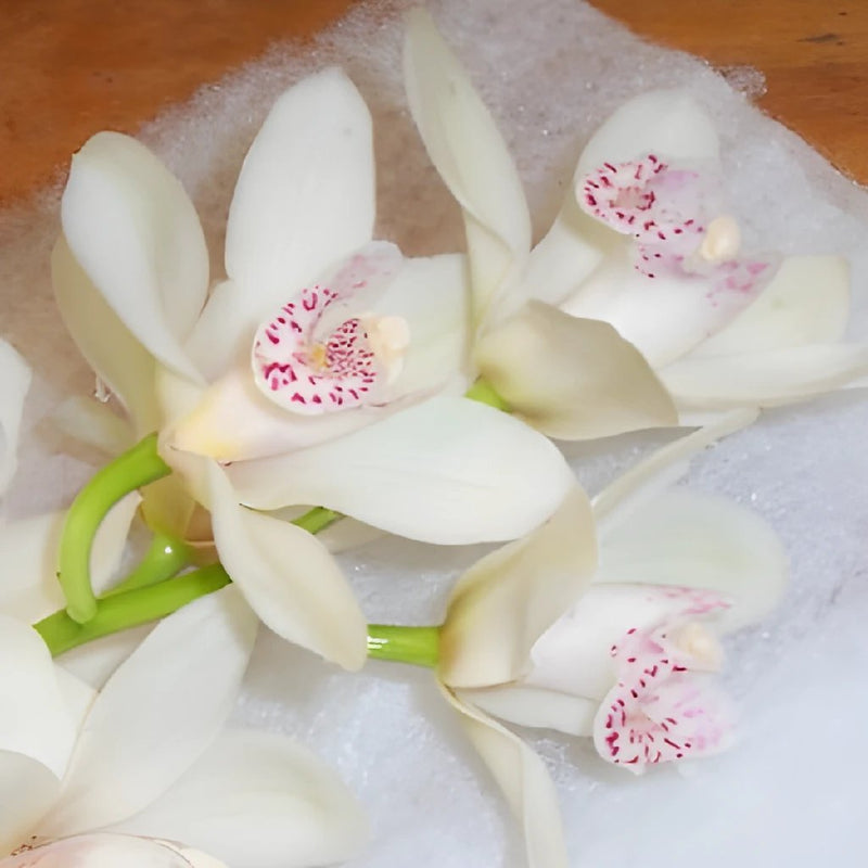 Wholesale Mini Cymbidium Orchids White Flower ᐉ Bulk Mini Cymbidium Orchids White Flower Online 6801