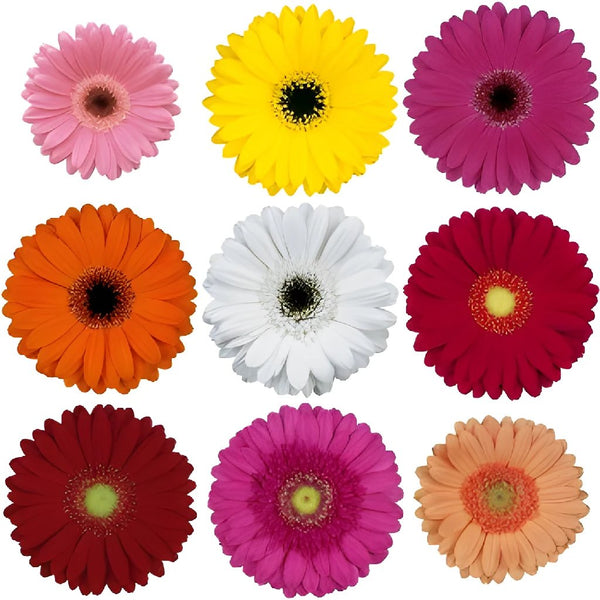 12 Packs: 12 ct. (144 total) Gerbera Daisy Stickers by