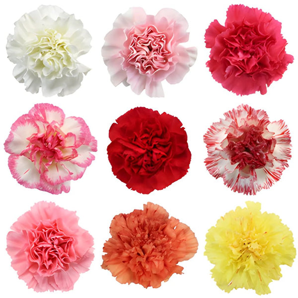 Carnations Flowers Choose Your Own Quantity and Color