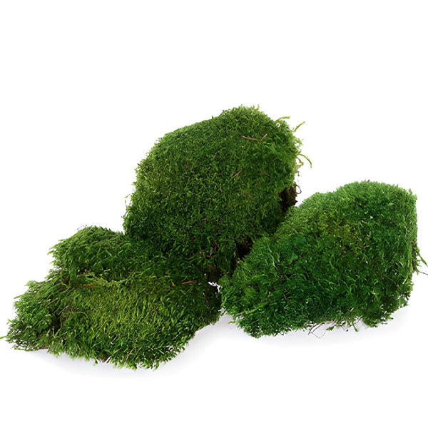 Preserved mosses - Wholesaler - Wholesale / Online Purchase