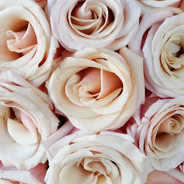 The Vendela Ivory Rose As A Background Stock Photo, Picture and Royalty  Free Image. Image 98048972.