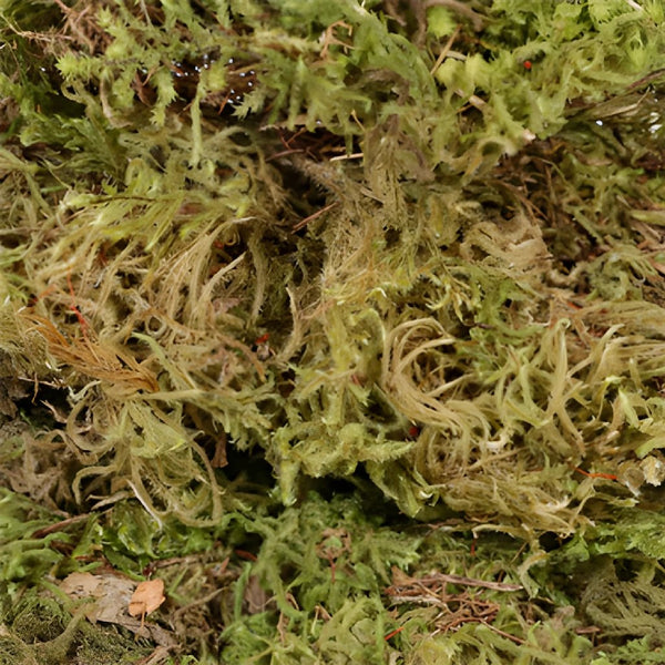 Moda Outdoorsy Dried Moss