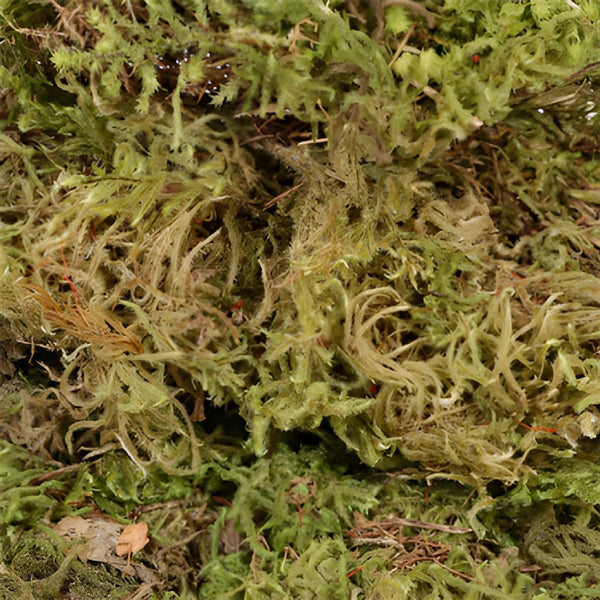 Dried Sheet Moss - Bulk Box