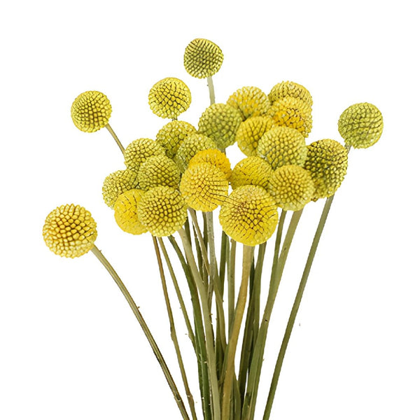 Buy Wholesale Craspedia Billy Balls Yellow Flower in Bulk - FiftyFl