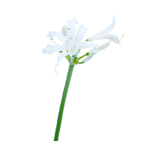 Wholesale Nerine White Flower ᐉ bulk Nerine White Flower online in ...