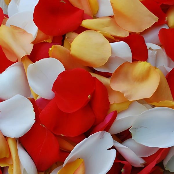 Buy Wholesale Red and White Rose Petals in Bulk - FiftyFlowers