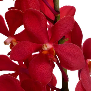Ruby Mokara Orchids Red Flower