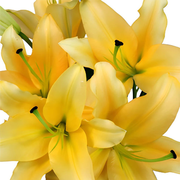Lily Shape Bowl Textured Petals Yellow Stock Photo 2264364299