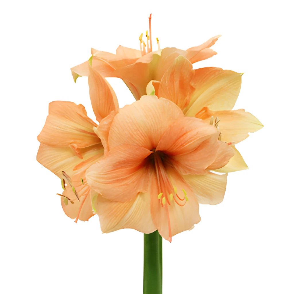 Bulk amaryllis in FiftyFlowers