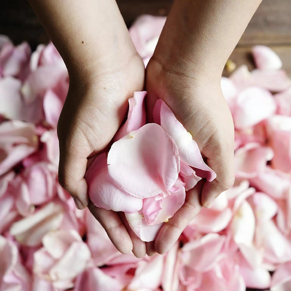 Member's Mark Fresh Rose Petals, 3,000 Ct. (Choose Color Variety) - Pink