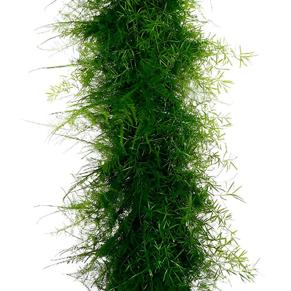 Fresh Greenery Garland - 1 Item - Plumosa Fern Garland - Potomac Floral  Wholesale