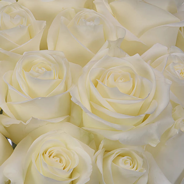 The Vendela Ivory Rose As A Background Stock Photo, Picture and Royalty  Free Image. Image 98048972.