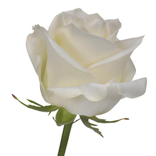 Wholesale Polar Star White Rose ᐉ bulk Polar Star White Rose online in ...