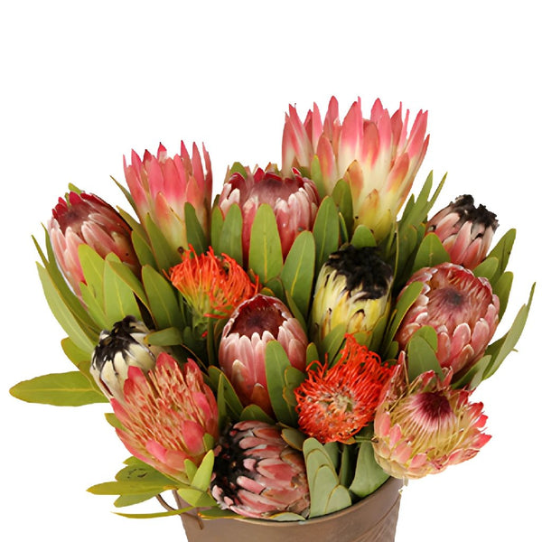 Protea Blushing Bride Flowers - Wholesale - Blooms By The Box