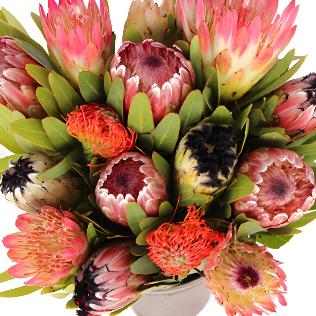 Fresh protea flowers wholesale in FiftyFlowers