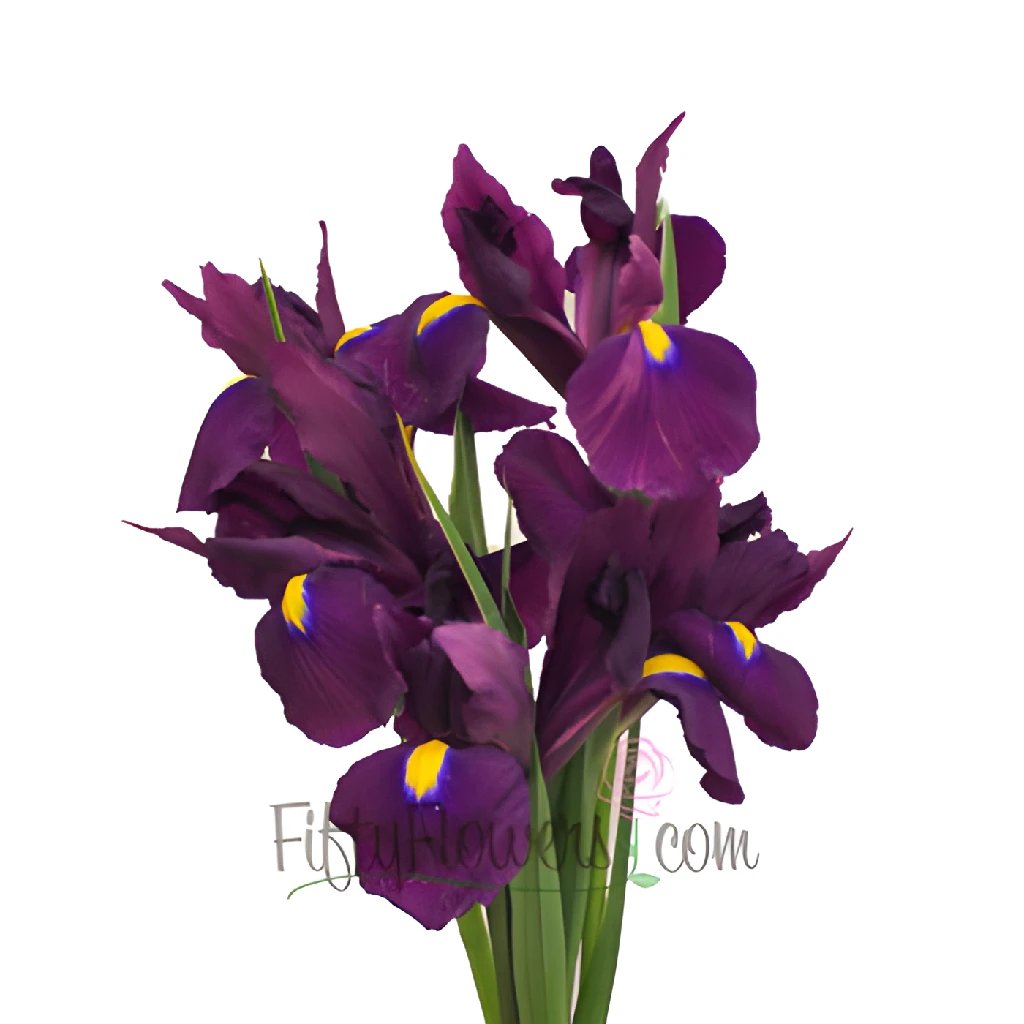 Wholesale iris flowers in FiftyFlowers
