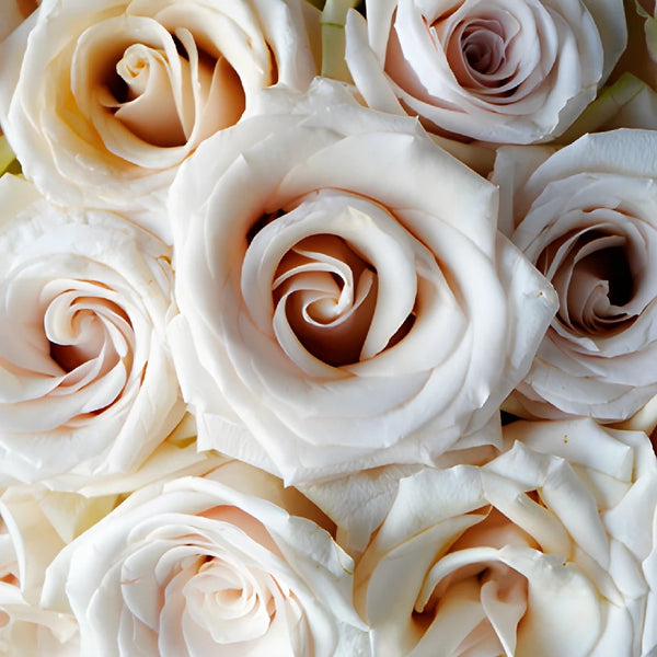 Ivory Rose with Pearls, ivory, rose, flower, creamy, pearls, HD wallpaper