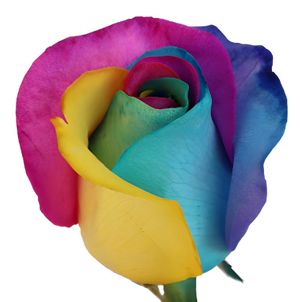 Blue, Pink and Purple Rainbow Roses