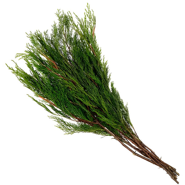 Variegated Leyland Cedar Winter Greenery