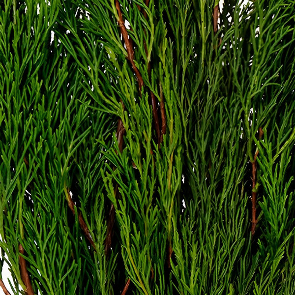 Variegated Leyland Cedar Winter Greenery