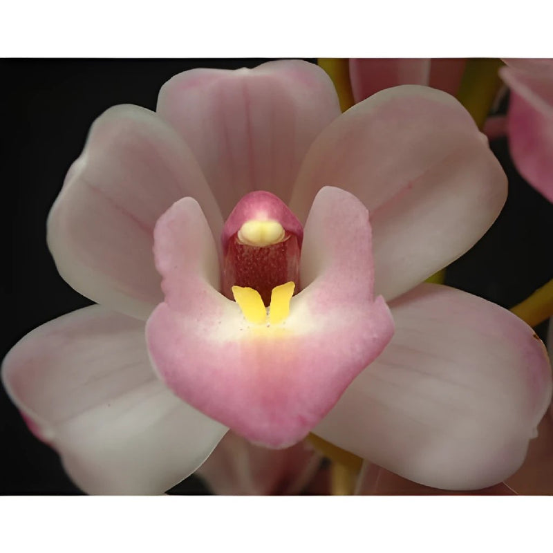Wholesale Mini Cymbidium Orchids Lovely ᐉ Bulk Mini Cymbidium Orchids Lovely Online In Fiftyflowers 0039