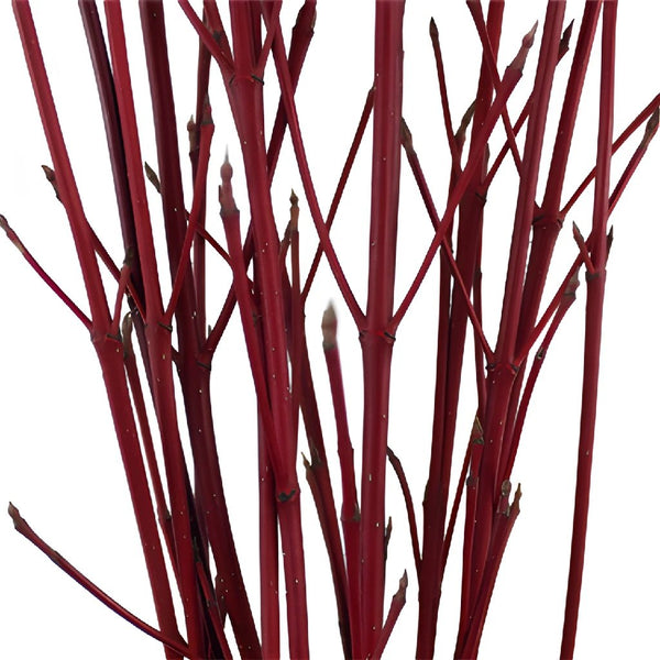 Buy Wholesale Curly Willow Branch in Bulk - FiftyFlowers