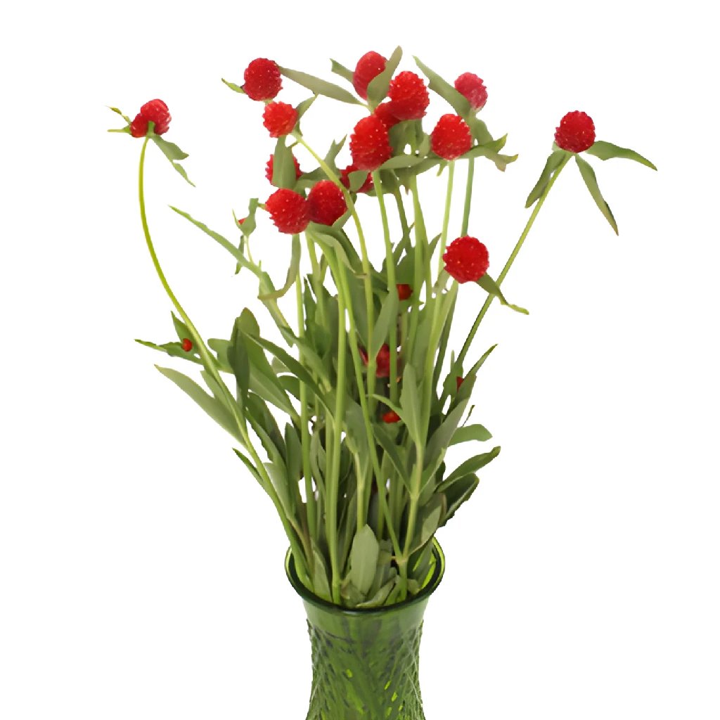 Red Gomphrena Wholesale Flowers | FiftyFlowers.com