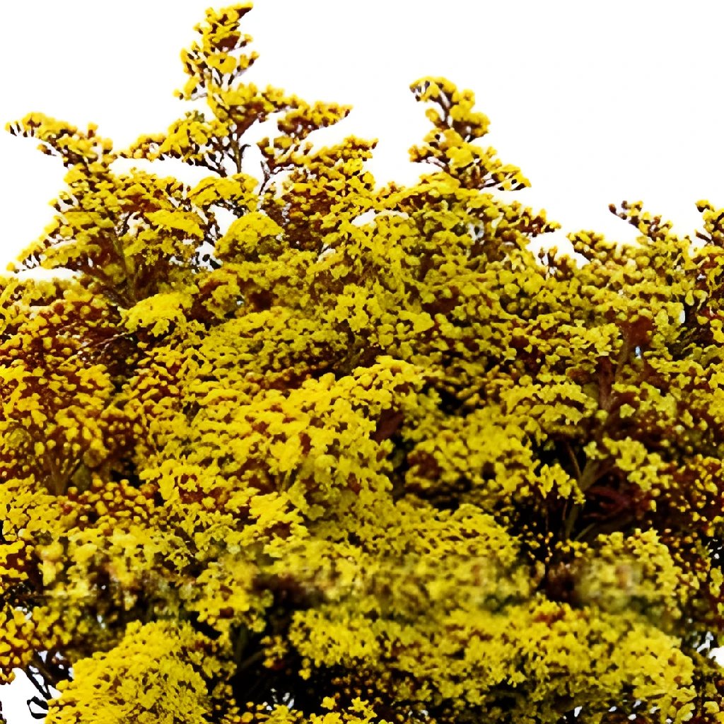 Solidago in bulk in FiftyFlowers