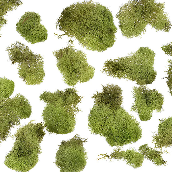 whole sale - Perfect sheet moss! Full sun to Partial shade replace you –  Mosswholesale