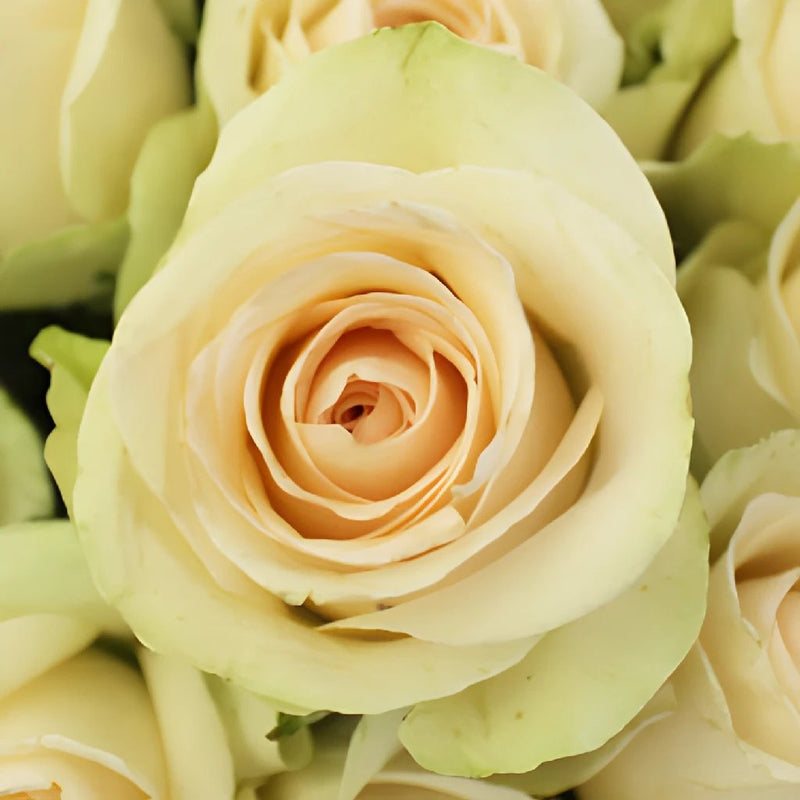 Rose, Sahara - Sandy Cream/Beige, 40 cm - Potomac Floral Wholesale