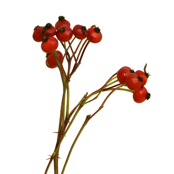 Ilex Berry Branches – Native Flower Company
