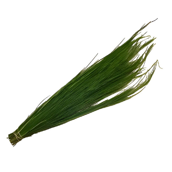 Buy Wholesale Curly Pine Filler Greens in Bulk - FiftyFlowers