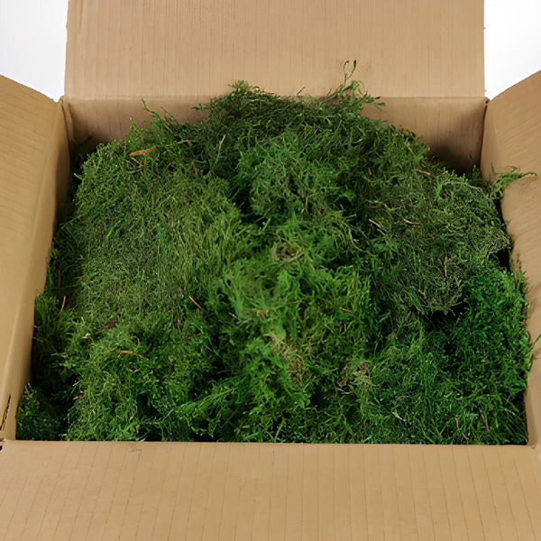 Mood Moss Fresh, 10lbs Brown Wax Box - Potomac Floral Wholesale