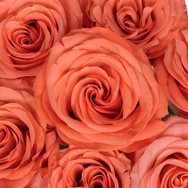 50ct Bulk Flowers Fresh Peach Roses Coral