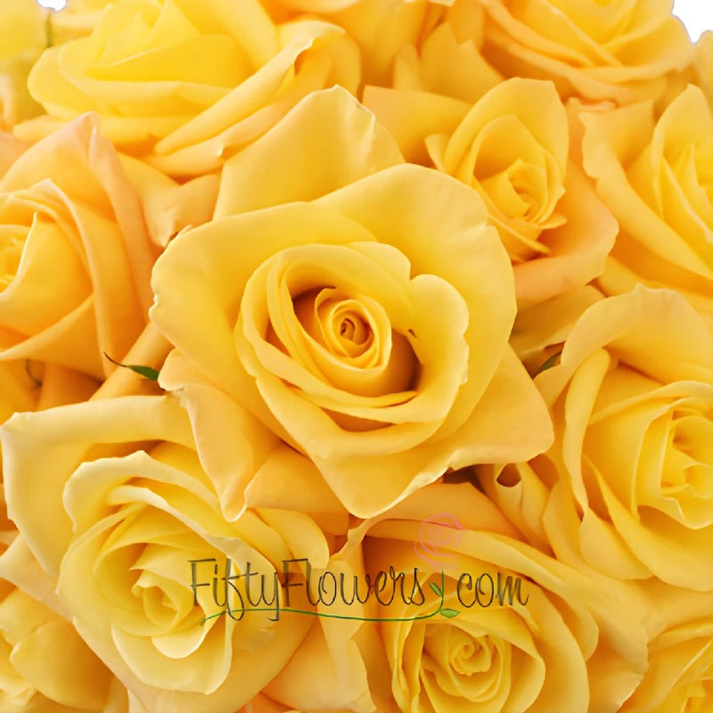 High & Yellow Flame Rose - Petaljet