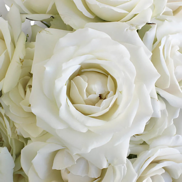 Ivory Roses velvet 16