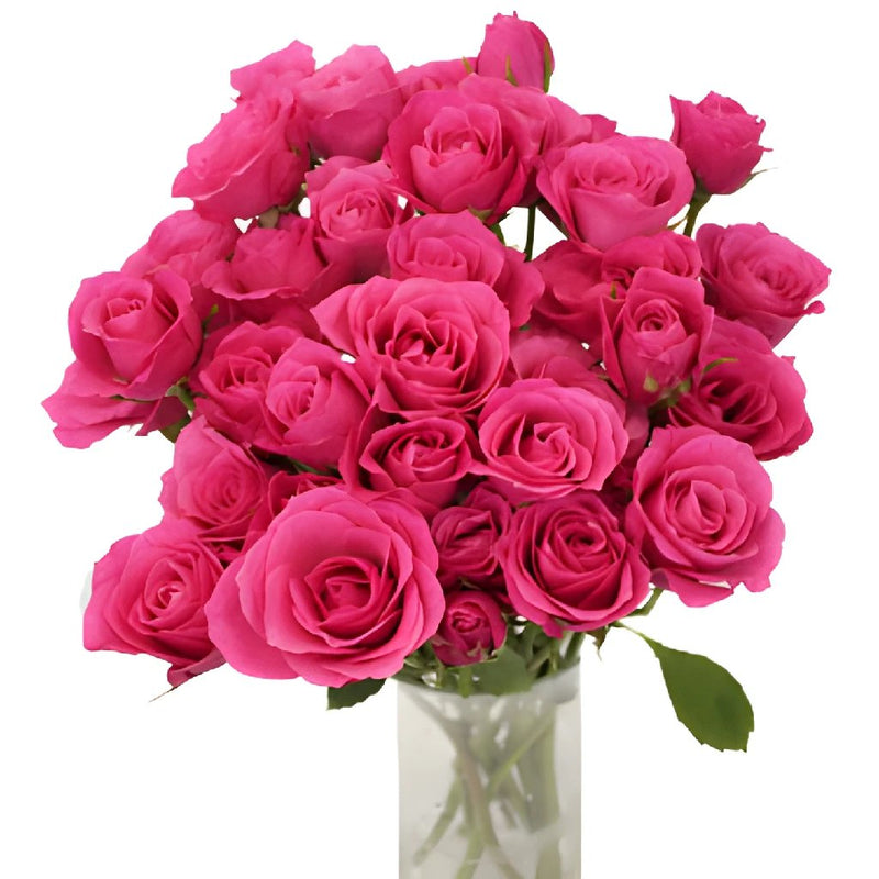 Wholesale Hot Pink Spray Bulk Roses ᐉ Bulk Hot Pink Spray Bulk Roses Online In Fiftyflowers 