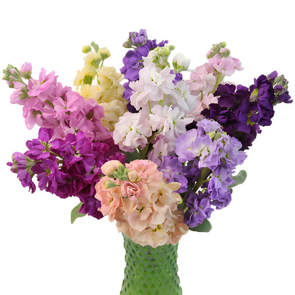 Spray Paint Oasis Purple  Wholesale Dutch Flowers & Florist