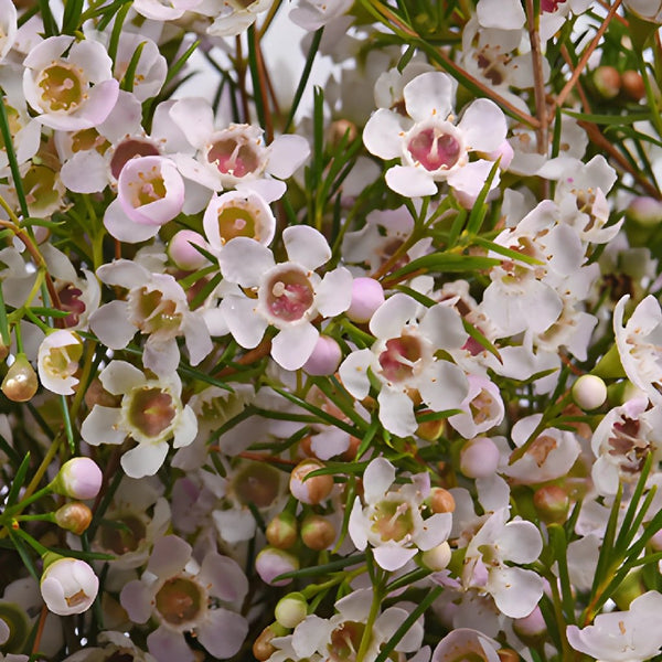 Wax Flower White Hybrid - Potomac Floral Wholesale